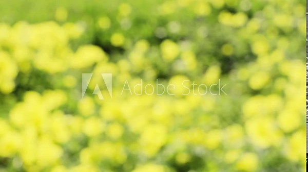 Defocused spring flowers background. Blurred bright yellow flowering plants sway in the wind. Yellow green springtime meadow bokeh. Stock Video