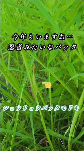 今年も河川敷にいますね。忍者みたいなバッタ…ショウリョウバッタモドキ…