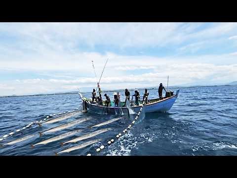Massive Needlefish Catch with Traditional Net | Incredible Fishermen Skills & Huge Harvest!