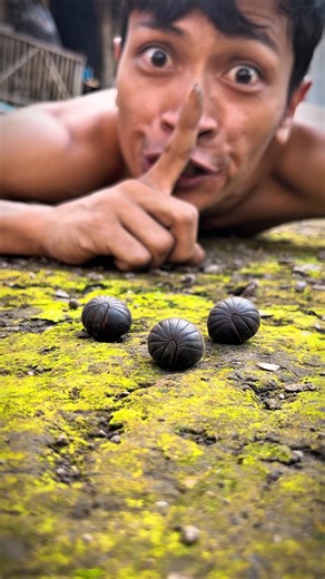 Don’t Get Emotional and Don’t Be Noisy, Because they are three cute pill millipedes.