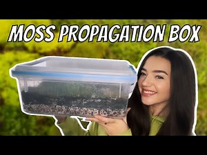 I Made a Moss Propagation Box, Here’s How!