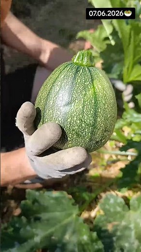 Récolte des courgettes rondes et jaunes ! 🥗🌱