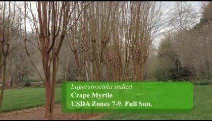 16 reactions | When And How Should We Best Prune Our Crepe Myrtle? A frequently asked question is - What is the best time to prune my Crepe Myrtle? Click here for a video that provides some excellent advice. | GardenSMART | Facebook