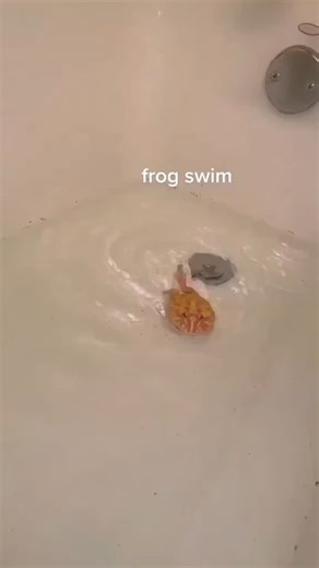 Frog_Is_Everything on Instagram: "Frog swim . . . . 📹: @noellebederman #frog #frogs #frogmemes #froglove #froggy #frogsofinstagram #froggy #toad #frogcore #treefrog"