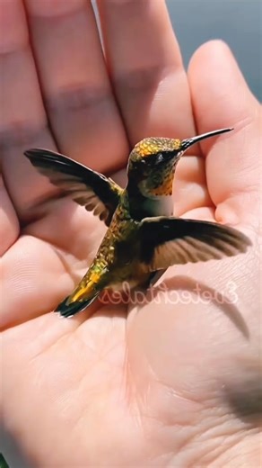 Did you know? Some hummingbird moms “recycle” their nests. 🪺♻️ They return to old nests, add fresh spider silk and plant fluff, or even peel pieces off to build a stronger, new nest nearby. Light mate... T1 | I Love Hummingbird