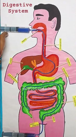 digestive system working model with syringes - biology project - science exhibition | howtofunda