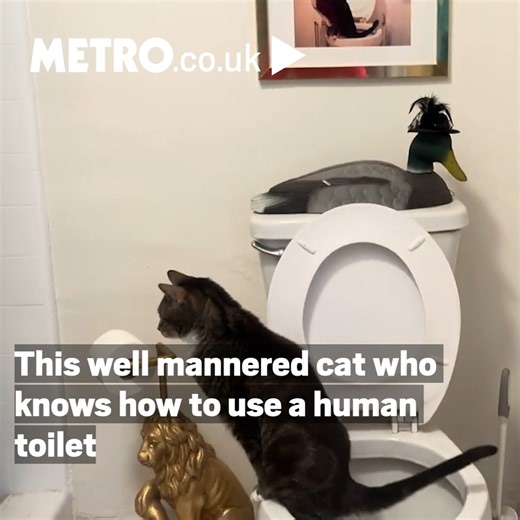 8.6K views · 193 reactions | This cat is better toilet-trained than a lot of people...  | Metro | Facebook