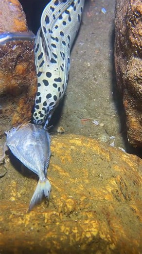 163K views · 2.1K reactions | Diving to catch sea animals on the bottom sea episode 614 #diving #crab #catchthesea #seafood #seaside #fish #seangsolofishing #seagirldiving | SEANG | Facebook