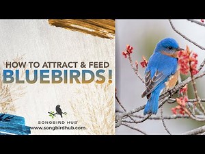How To Attract And Feed Bluebirds!