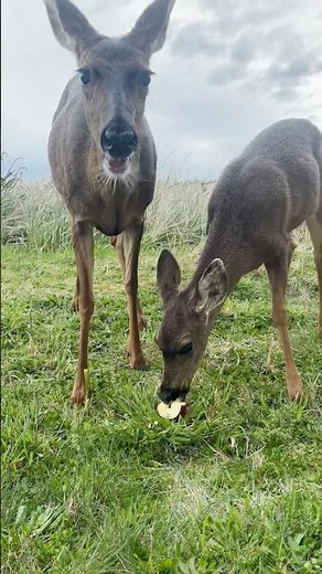 Apple Picking in Washington