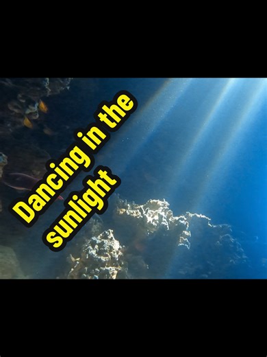 I love it when the light dances. Dancing lights in a small cave at Jackfish Alley, Ras Mohammad. #dancing #light #calm #scuba #underwater