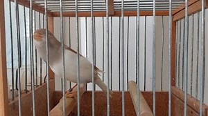 Izabel beli | Svirka Slavuja