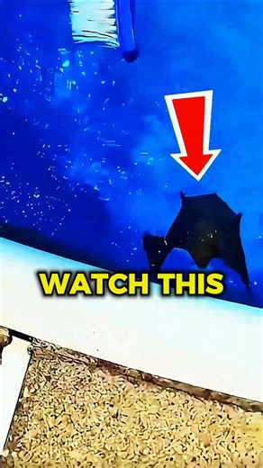 Saving a Tiny Bat From Drowning | Gentle Pool Rescue & Heartwarming Wildlife Recovery 🦇❤️ #animals