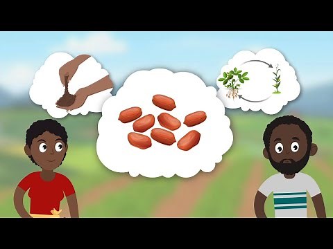 Arachide : bonnes pratiques agricoles pour la production