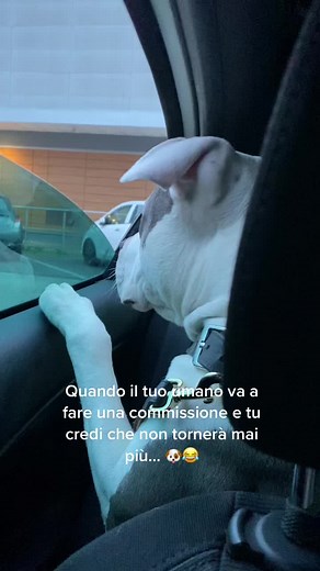 #amstaff #amstaffblue #puppyamstaff #sweetpuppy #cute #dogsoftiktok #dog #doglover #terrier #funnydog #perte #foryou