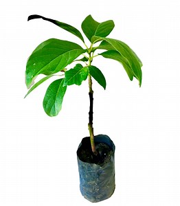 Avacado plants are now available from www.ceylonagri.lk