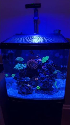 Biocube 32 gal reef tank.