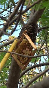 2nd swarm of the season #honey #honeybees #beefarm #beekeeping #beekeeper #udumalpet #coimbatore