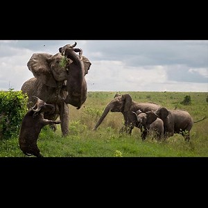 Best Moment Animals Fight Powerful Buffalo vs Elephant - Elephant Stab And Kill Baby Buffalo | Animal Star