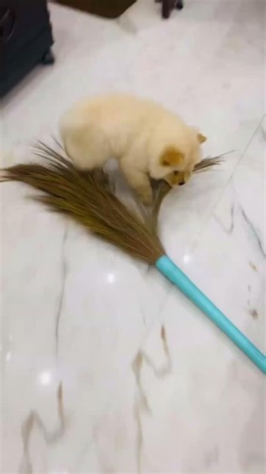 Murphy In Gangster Mode | Chow Chow Puppy Gangster Vibe | Chow Chow Puppy Cute Funny Video #chowchow