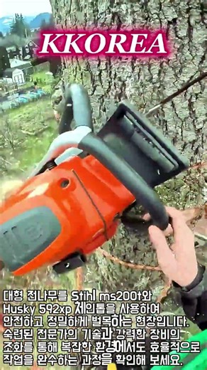 전문가의 거대 나무 제거 작업 #worker #process #logging #husqvarna #arborist