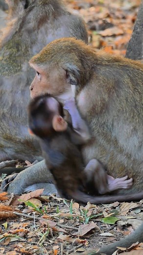 2.7K views · 49 reactions | Dalia in full action #LovelyMonkey #DaliaMonkey #DakotaMonkey #AmberTroop | Lovely Monkey | Facebook