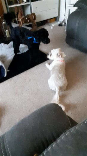 Having fun today until I started videoing and the they stop lol 😆 | Loved Dogs Home Boarding