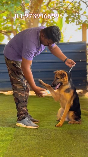 Ranjith R1 Dog Training School & ISO Certified Academy on Instagram: "German shepherd smooth coat normal quality puppy training gsd training shake hand ball retrieving sit down stay sleep etc training Karnataka dog training specialist dog master dog trainer’s master Ranjith R1 9739165995 iso certified academy obedience & advance training for dog & pets"