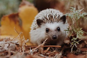 Hedgehog Markets Raises $3.5M in Funding Round