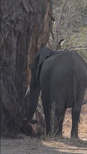 Why Do Elephants Eat Baobab Trees?