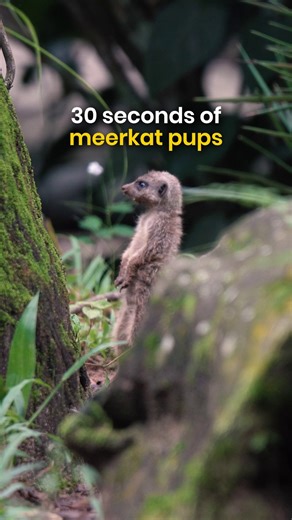 They are just babies 🥹👉👈 Born to Mum Titi and Dad Zorro, our month-old meerkat pups are already out exploring their new world! While mum and dad are taking turns to be on sentry duty, these little ones keep themselves busy by mastering the art of digging and melting hearts with their cuteness (of course). Head down to Singapore Zoo's Wild Africa to catch a glimpse of our newest residents today! Find out more: go.mandai.com/Singapore-Zoo #MandaiWildlifeReserve #SingaporeZoo #Meerkat | Mandai W