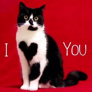 Black & White Cat on Reels