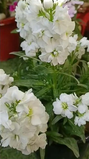 "Stock flower"#homegardening #viral #winterflowers #winterplants