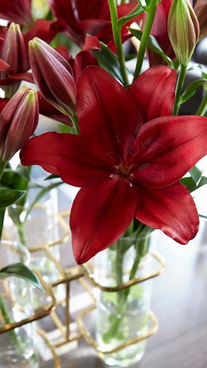 11 reactions | What makes lilies special? They have so many great features, but here are a few of our favorites: *The come in almost every color *Easy to arrange *Some are fragrant and some are not What do you love about lilies? Share in the comments. #ilovelilies | Flowerbulbs.com | Facebook