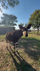Today we’re celebrating one of the world’s most mysterious mammals — the okapi! 🦒🦓✨ With stripes like a zebra and a tongue like a giraffe, they’re truly one of a kind. You can help okapis thrive by supporting conservation projects like the Okapi Conservation Project and making rainforest-friendly choices every day. 🌿 #WorldOkapiDay | Tanganyika Wildlife Park