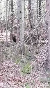 271K views · 887 reactions | Susret s medvjedom oči u oči na putnoj komunikaciji Tisovac - Pridolci  | Binfo.ba | Facebook