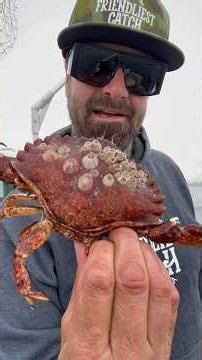 Original Barnacle Chronicles #friendliestcatch #barnaclechronicles
