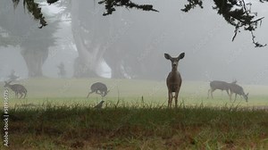 Wild deer defecating or peeing while grazing on green lawn, foggy forest trees. Young animal pooping or pissing on grass. Mammal defecation in nature. Digestive system. Funny pose or comic posture.