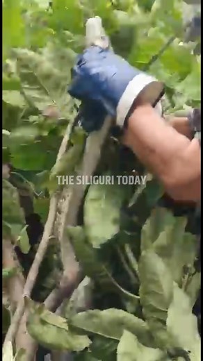 68K views · 133 reactions | Kharibari:- Giant python recovered from a tree in Kharibari; Atmosphere of panic in the area #python #recovery #tree #Panic #kharibari | The Siliguri Today | Facebook