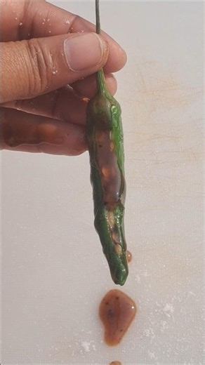 Tamarind Green Chili Masala 🌶️💚🤤 #shorts #tamarind #chili