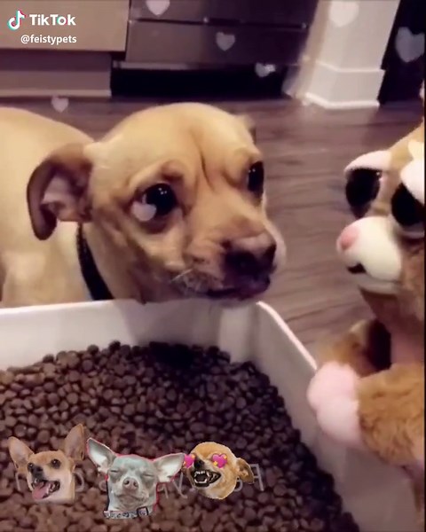 The Joys of Sharing Food with Your Pet Chihuahua