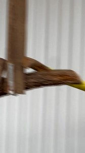 16K views · 572 reactions | Just for your viewing pleasure殺 The Great...