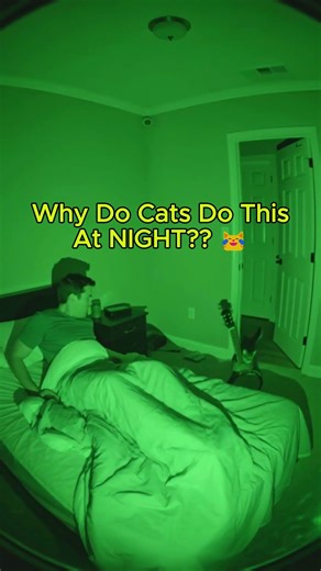 Why Do CATS DO THIS at NIGHT? #cats #funny #cat