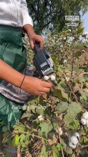 Interesting Engineering on Instagram: "Would this make cotton picking easier or harder? 📹: future_farmings / IG"