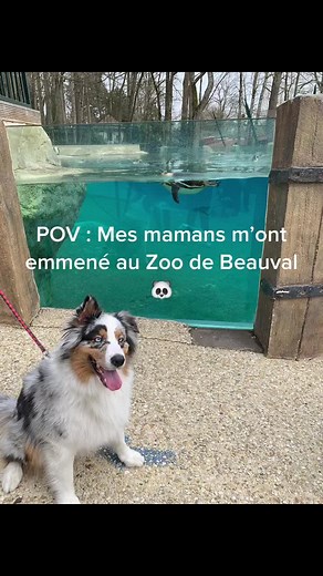 Visite au Zoo de Beauval avec mon chien 🐼🐶