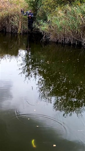 3D Glide Roach 💥 3.. 2.. 1 BAMM 🎬 Une nage ultra-réaliste tout simplement hypnotisante ! 🤩 #savagegear #3dglideroach #predatorfishing #pikefishing | SAVAGE GEAR FRANCE