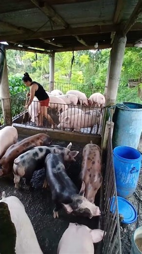 Inside a Successful Pig Farm | Real Farm Life #PigFarming #FarmLife #Pig