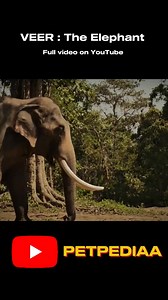 Veer the elephant full story on YouTube #petpediaa | Petpediaa