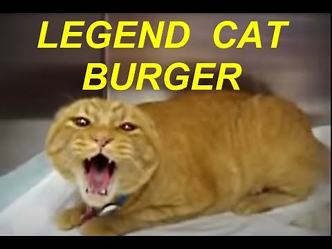 LEGEND ANGRY CAT "BURGER" SCREAMS LOUD