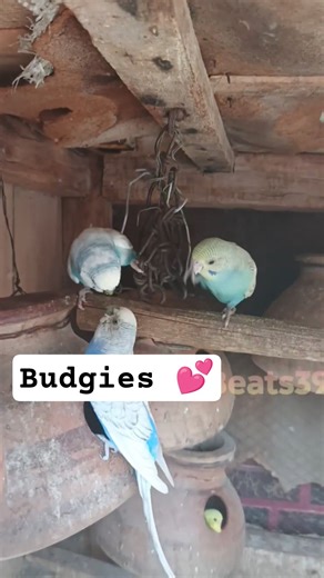 Viral Budgies Chirping 🐦 | Happy Parakeets Moments #budgies #breedingpair #trendingbirds